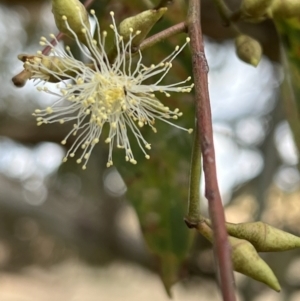 Eucalyptus blakelyi at Murrumbateman, NSW - 3 Dec 2021 05:56 PM