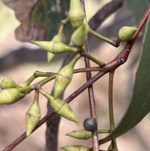 Eucalyptus blakelyi at Murrumbateman, NSW - 3 Dec 2021