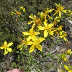 Hypericum perforatum at Kambah, ACT - 3 Dec 2021 01:05 PM