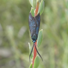 Pollanisus (genus) (A Forester Moth) at Kambah, ACT - 3 Dec 2021 by MatthewFrawley