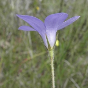 Wahlenbergia stricta subsp. stricta at Kambah, ACT - 3 Dec 2021 01:10 PM