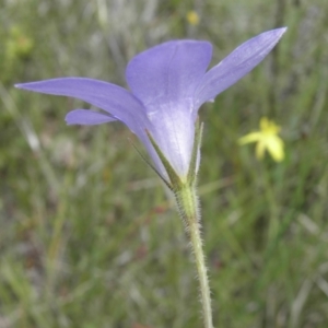 Wahlenbergia stricta subsp. stricta at Kambah, ACT - 3 Dec 2021 01:10 PM