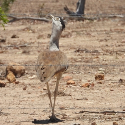 Ardeotis australis (Australian Bustard) at Campaspe, QLD - 24 Nov 2020 by TerryS