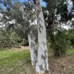 Eucalyptus mannifera subsp. mannifera (Brittle Gum) at Murrumbateman, NSW - 3 Dec 2021 by SimoneC