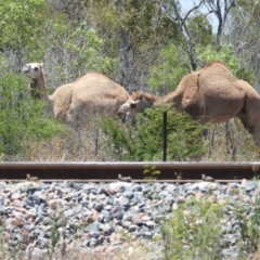 Camelus dromedarius (Camel, Dromedary) at Homestead, QLD - 21 Oct 2020 by TerryS