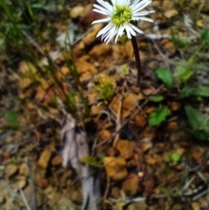 Lagenophora sp. at Nerriga, NSW - 3 Dec 2021