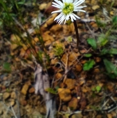 Lagenophora sp. (Lagenophora) at Nerriga, NSW - 3 Dec 2021 by LeonieWood