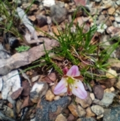 Laxmannia gracilis (Slender Wire Lily) at Corang, NSW - 3 Dec 2021 by LeonieWood