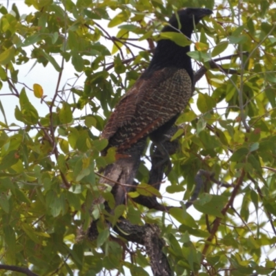 Centropus phasianinus (Pheasant Coucal) at Southern Cross, QLD - 7 Dec 2020 by TerryS