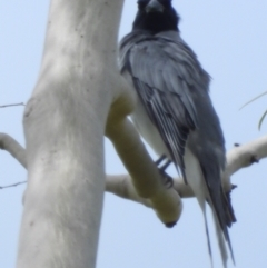 Coracina novaehollandiae (Black-faced Cuckooshrike) at Mosman Park, QLD - 1 Apr 2021 by TerryS
