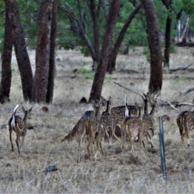 Cervus axis (Chital) at Basalt, QLD - 11 Dec 2020 by TerryS