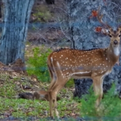Cervus axis (Chital) at Basalt, QLD - 11 Dec 2020 by TerryS