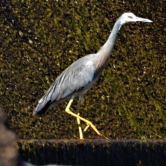 Egretta novaehollandiae (White-faced Heron) at Breddan, QLD - 20 Oct 2020 by TerryS