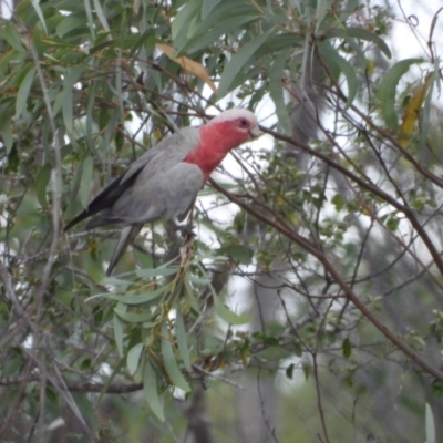 Eolophus roseicapilla (Galah) at Black Jack, QLD - 28 Oct 2020 by TerryS