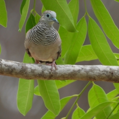 Geopelia placida (Peaceful Dove) at Richmond Hill, QLD - 9 Dec 2020 by TerryS
