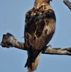 Haliastur sphenurus (Whistling Kite) at Basalt, QLD - 23 Nov 2020 by TerryS