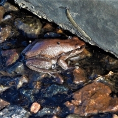 Litoria rubella (Little Red Tree Frog) at Pentland, QLD - 25 Oct 2020 by TerryS