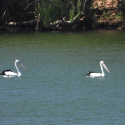 Pelecanus conspicillatus (Australian Pelican) at Breddan, QLD - 20 Oct 2020 by TerryS