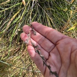 Lepidosperma laterale at Murrumbateman, NSW - 3 Dec 2021