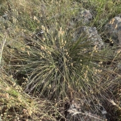 Lepidosperma laterale at Murrumbateman, NSW - 3 Dec 2021 05:46 PM