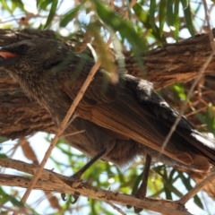 Struthidea cinerea (Apostlebird) at Homestead, QLD - 20 Oct 2020 by TerryS