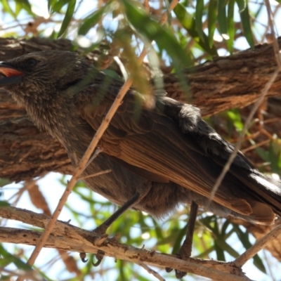 Struthidea cinerea (Apostlebird) at Homestead, QLD - 21 Oct 2020 by TerryS