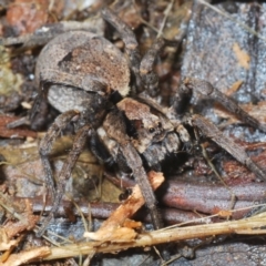 Unidentified Wolf spider (Lycosidae) at Uriarra Village, ACT - 22 Nov 2021 by Harrisi