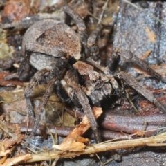 Lycosidae (family) at Uriarra Village, ACT - 22 Nov 2021 by Harrisi