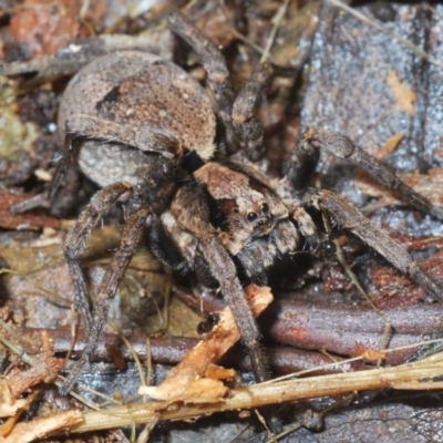 Lycosidae (family) at Uriarra Village, ACT - 22 Nov 2021 by Harrisi