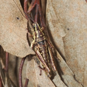 Monistria concinna at Cotter River, ACT - 23 Nov 2021 11:10 AM