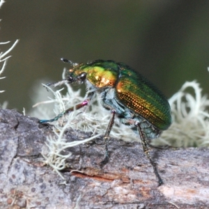 Diphucephala sp. (genus) at Bimberi, NSW - 23 Nov 2021