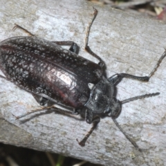 Pachycoelia sp. (genus) (A darkling beetle) at Bimberi, NSW - 23 Nov 2021 by Harrisi