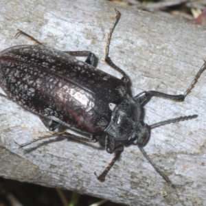 Pachycoelia sp. (genus) at Bimberi, NSW - 23 Nov 2021