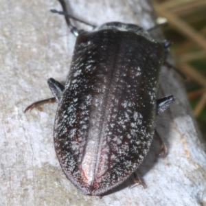 Pachycoelia sp. (genus) at Bimberi, NSW - 23 Nov 2021 12:22 PM