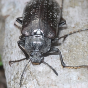 Pachycoelia sp. (genus) at Bimberi, NSW - 23 Nov 2021