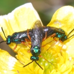 Eurys sp. (genus) (Eurys sawfly) at Cotter River, ACT - 23 Nov 2021 by Harrisi