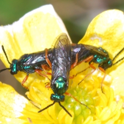 Eurys sp. (genus) (Eurys sawfly) at Cotter River, ACT - 23 Nov 2021 by Harrisi