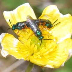 Eurys sp. (genus) at Cotter River, ACT - 23 Nov 2021