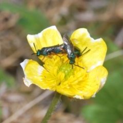 Eurys sp. (genus) at Cotter River, ACT - 23 Nov 2021