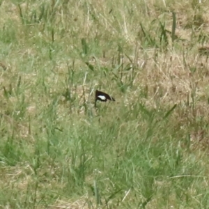 Papilio aegeus at Gordon, ACT - 3 Dec 2021