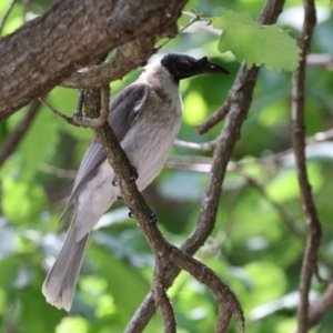 Philemon corniculatus at Paddys River, ACT - 3 Dec 2021