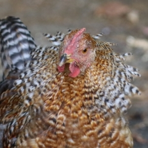 Gallus gallus at Paddys River, ACT - 3 Dec 2021