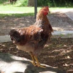 Gallus gallus at Paddys River, ACT - 3 Dec 2021