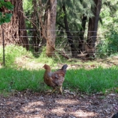 Gallus gallus at Paddys River, ACT - 3 Dec 2021