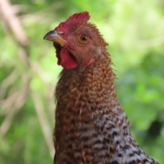 Gallus gallus at Paddys River, ACT - 3 Dec 2021