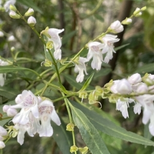 Prostanthera lasianthos at Paddys River, ACT - 3 Dec 2021