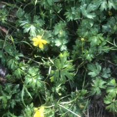 Ranunculus repens (Creeping Buttercup) at Australian National University - 2 Dec 2021 by Dora