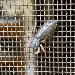 Holoplatys invenusta (Jumping spider) at Aranda, ACT - 30 Nov 2021 by KMcCue