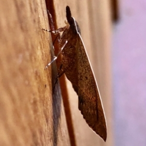 Epidesmia chilonaria at Aranda, ACT - 4 Dec 2021