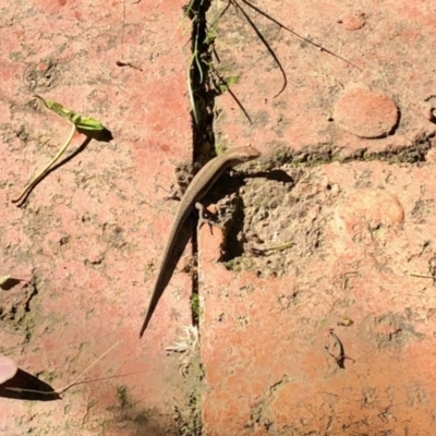 Lampropholis guichenoti (Common Garden Skink) at Aranda, ACT - 2 Dec 2021 by KMcCue